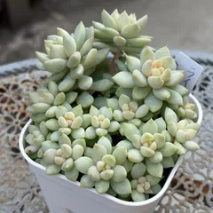 2025年最新】抜き苗の人気アイテム - メルカリ