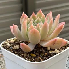 2025年最新】ダーリーサンシャインの人気アイテム - メルカリ