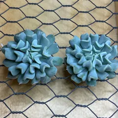 多肉植物エケベリアカット苗(B)✿トプシータービー2苗セット✿寄せ植えなどに♪