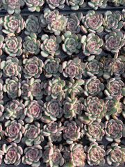 AAA 新入荷 朱子玉 LL1010×105苗 土付き 多肉植物 詰め合わせ