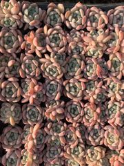 AAA 新入荷 朱子玉 LL1010×105苗 土付き 多肉植物 詰め合わせ