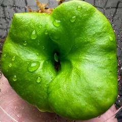 2025年最新】リドレイ パカランの人気アイテム - メルカリ