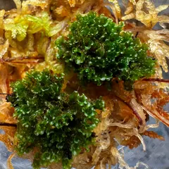 【年末大売り出し開催中】P.willinckii OMG 前葉体