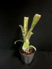 Billbergia 'Solsa'（ソルサ）｜子株｜スポット強め・深色タイプ【現品
