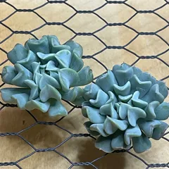 多肉植物エケベリアカット苗(C)✿トプシータービー2苗セット✿寄せ植えなどに♪