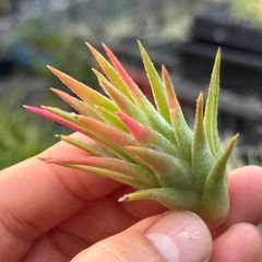 球体＊チランジア アエラントス テディベア Tillandsia aeranthos