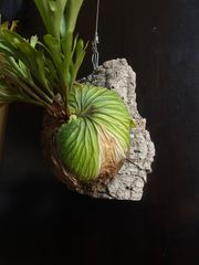 Billbergia 'Solsa'（ソルサ）｜子株｜スポット強め・深色タイプ【現品