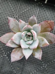 2025年最新】ブラックサバス 多肉の人気アイテム - メルカリ