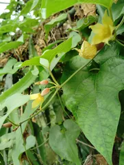 MAKI様専用　ラカンカ　羅漢果　中苗