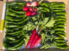 12/2収穫 今朝採り野菜詰め合わせBセット