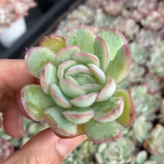 【第四種郵便発送】多肉　エケベリア　ラズベリーアイス　プラグ苗　１苗