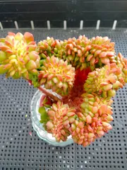 2025年最新】マジックジャムゴールドの人気アイテム - メルカリ