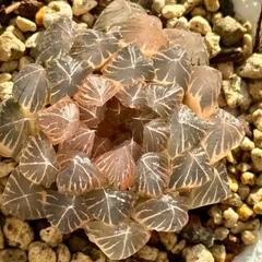 2026年最新】ピンク オブツーサの人気アイテム - メルカリ