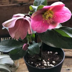 2026年最新】斑入りクリスマスローズの人気アイテム - メルカリ