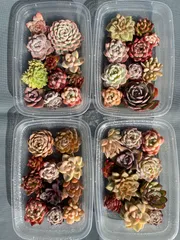 2025年最新】カット苗 多肉の人気アイテム - メルカリ