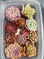 2025年最新】多肉植物 エケベリア セットの人気アイテム - メルカリ