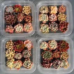 2025年最新】多肉 エケベリア セットの人気アイテム - メルカリ