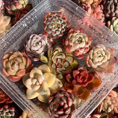 2025年最新】多肉 カット苗セットの人気アイテム - メルカリ