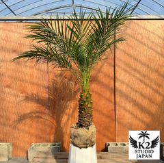 限定株】フェニックス・ロベレニー🌴 1本立ち 希少な極太幹✨ 葉先約