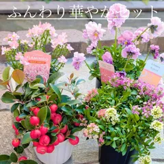 華やかな寄せ植えセット　花　苗　送料込み　プティフール　ビオラ　チェッカーベリー