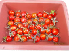 2025年最新】老爺柿盆栽の人気アイテム - メルカリ