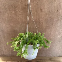 リプサリス　メセンブリアンティモイデス　ハンギング 　Rhipsalis mesembryanthemoides　カスタ バッキフェラ 糸葦 イトアシ 森林サボテン ジャングルサボテン 観葉植物 観葉 植物 多肉植物 多肉 カクタス サボテン  グリーン