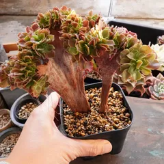 2025年最新】アエオニウム綴化の人気アイテム - メルカリ