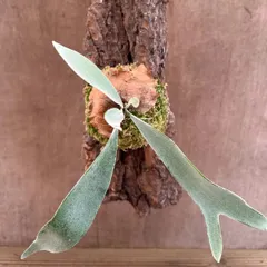 コウモリラン　ベイチー バークチップ付け Platycerium veitchii ビカクシダ 麋角羊歯 ビーチー ビッチー ヴィーチー 観葉植物 観葉 植物 珍奇植物  ハンギング 吊り下げ 吊るす インテリア プレゼント おしゃれ かわいい おうち時間