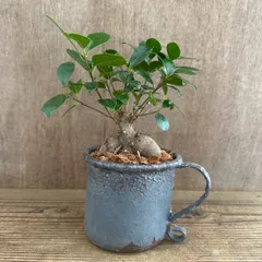 ガジュマル ブリキポット 現品 鉢植え Ficus microcarpa ティンマグ フィカス ミクロカルパ 多幸の木  幸せを呼ぶ木 観葉植物 観葉 植物 珍奇植物 珍奇 珍しい 塊根植物 塊根 コーデックス インテリア  おしゃれ 開店祝い 新築祝い 祝い
