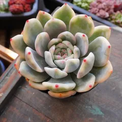 2025年最新】モンロー錦の人気アイテム - メルカリ