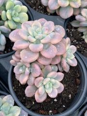 12株の抜き苗セット】ローシン錦 多肉植物 佐川急便発送 エケベリア