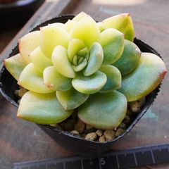 ブラックマディバ 1 】ワイルド 黒色 人気 - メルカリ