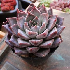 ブラックマディバ 1 】ワイルド 黒色 人気 - メルカリ