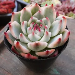 匿名配送　宅配便　極上　熟株　大株　チワワエンシス錦　覆輪斑　糊斑　根付き苗 匿名配送 宅配便 極上 熟株 大株 チワワエンシス錦 覆輪斑 糊斑 根付き