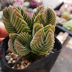 ブラックマディバ 1 】ワイルド 黒色 人気 - メルカリ