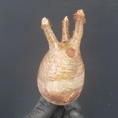 2025年最新】グラキリス ベアルートの人気アイテム - メルカリ