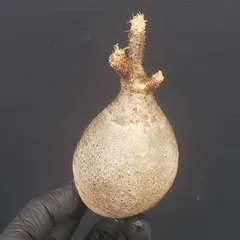 2025年最新】グラキリス ベアルートの人気アイテム - メルカリ