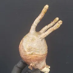 2025年最新】グラキリス ベアルートの人気アイテム - メルカリ