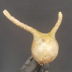 2025年最新】グラキリス ベアルートの人気アイテム - メルカリ