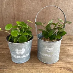 ブリキポット2種セット ① ホヤ マチルダ・ホヤ クローニアナブラック 現品 観葉植物 観葉 植物 珍奇植物 珍奇 珍しい 珍奇 レア 希少 斑入り 斑 インテリア プレゼント おしゃれ かわいい グリーン 卓上 置き型