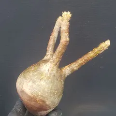 2025年最新】グラキリス ベアルートの人気アイテム - メルカリ