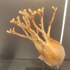 2025年最新】グラキリス ベアルートの人気アイテム - メルカリ