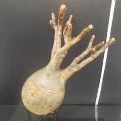 2025年最新】グラキリス ベアルートの人気アイテム - メルカリ