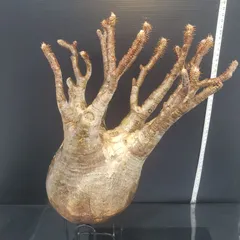 2025年最新】グラキリス ベアルートの人気アイテム - メルカリ