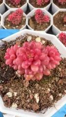 2025年最新】レッドベリー多肉の人気アイテム - メルカリ