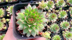 【50株の抜き苗セット】センペルビウム　多肉植物　佐川急便発送　エケベリア　韓国苗　Z2246