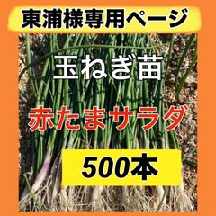 新品】玉ねぎ苗 ソニック 100本 - メルカリ