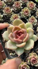 【50株の抜き苗セット】ピンク宝石　多肉植物　佐川急便発送　エケベリア　韓国苗　YL8