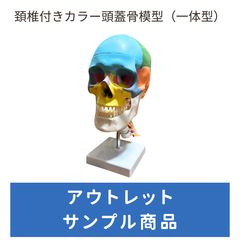頭蓋骨模型 等身大 22分解 カラー 人体模型 理学療法士監修 実物大 同