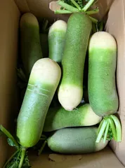 新鮮！ビタミン大根セット！100サイズいっぱい！